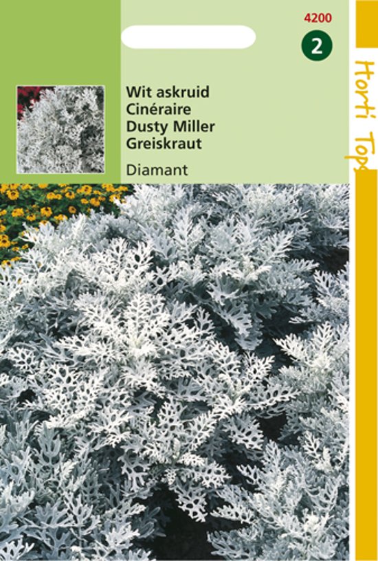 Zilverkruiskruid Diamant (Senecio cineraria) 600 zaden